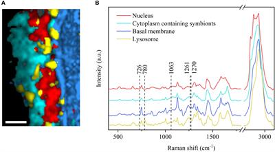 Confocal Raman microscopy for assessing effects of preservation methods on symbiotic deep-sea mussel gills